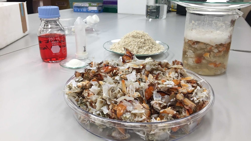 Bowl of prawn shells in a lab.