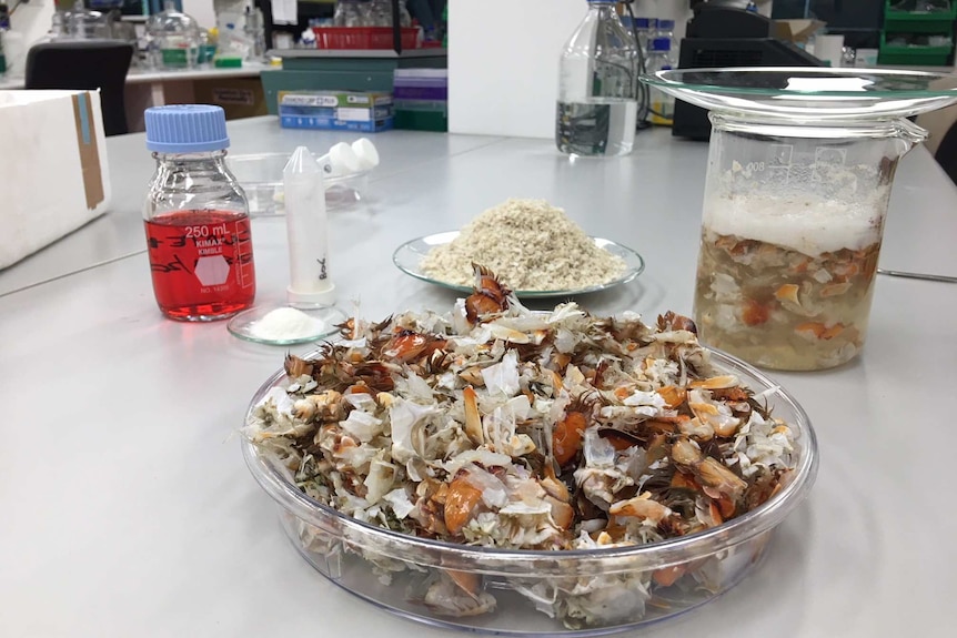 Bowl of prawn shells in a lab.