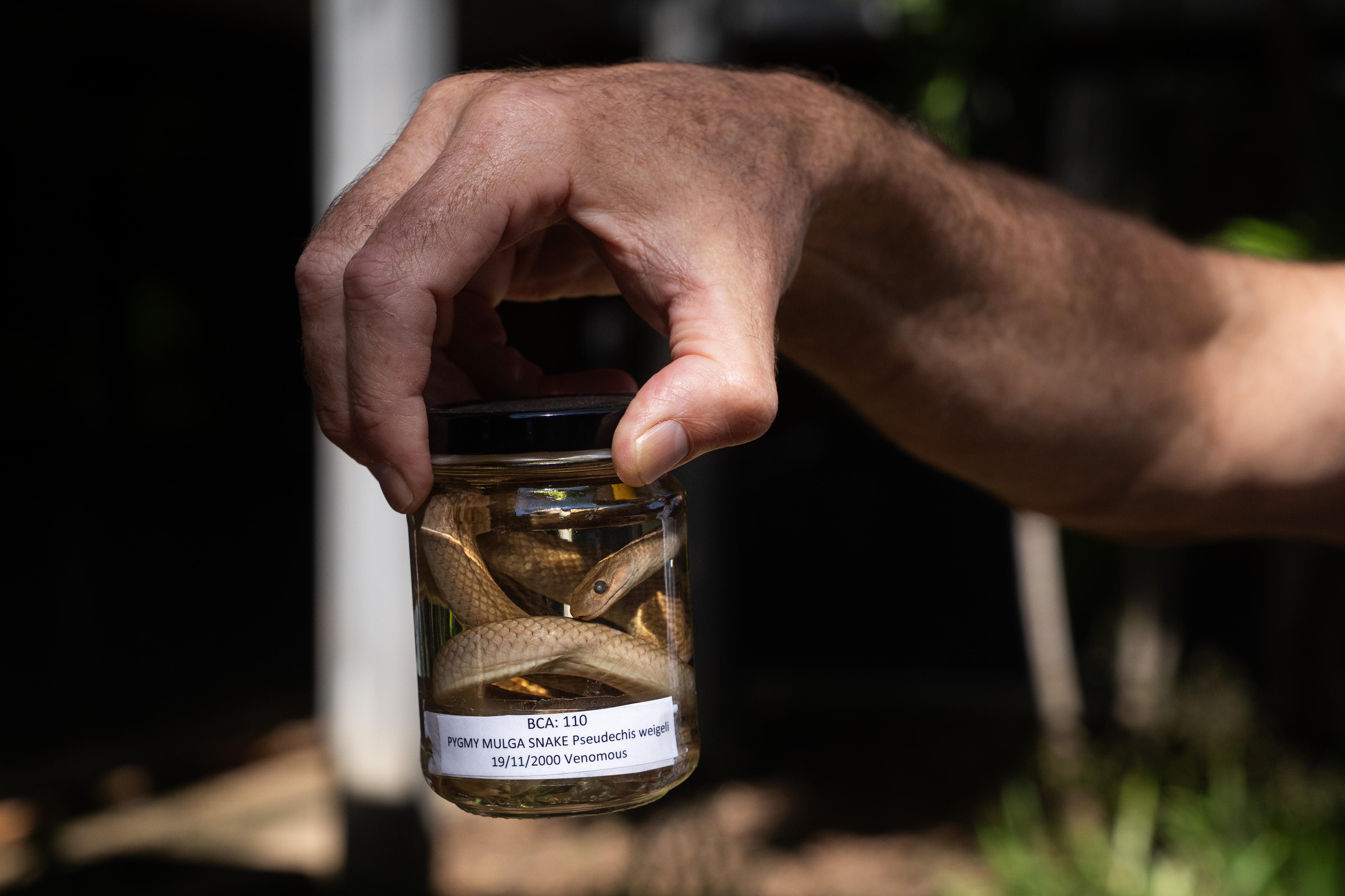 A snake suspended in a specimen jar