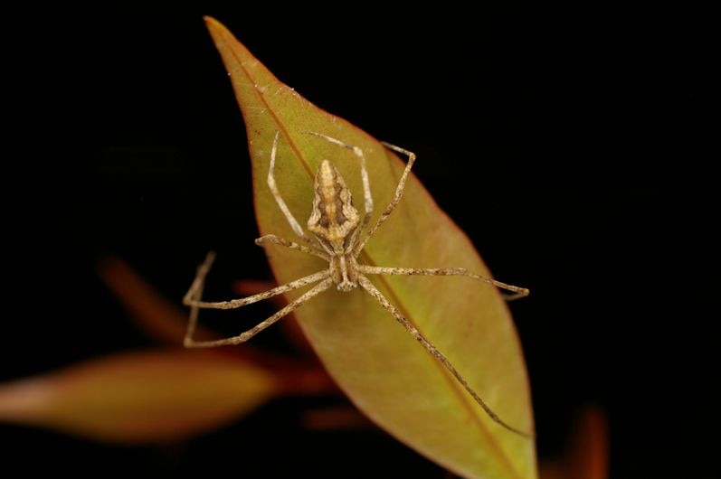 Close shot of a pale brown spider with long thin legs on a leaf
