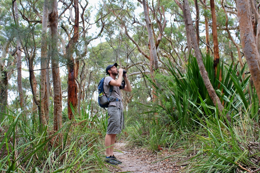 A man holding binoculars in a forest looking for birds.