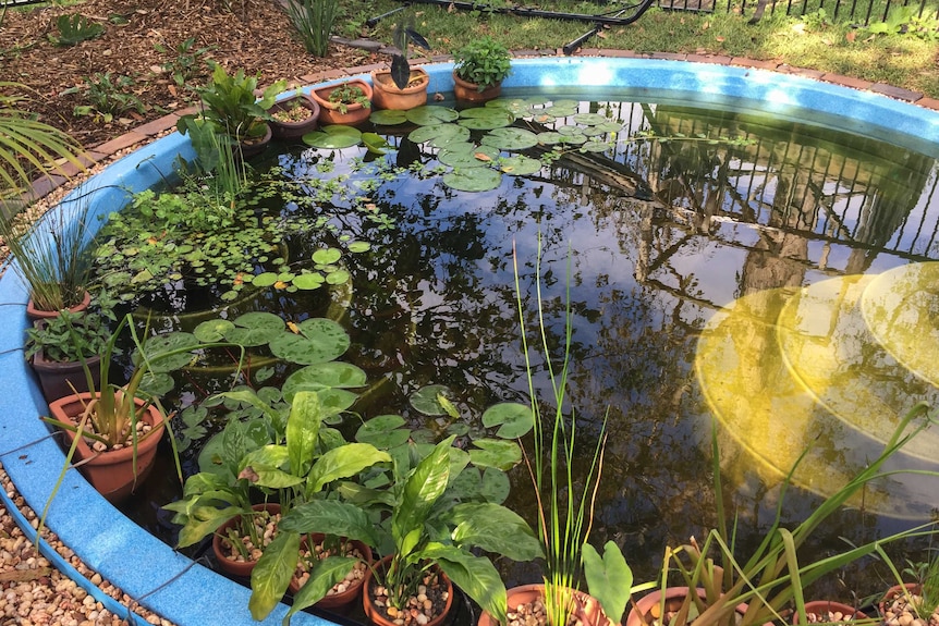 Pond with plants and steps.