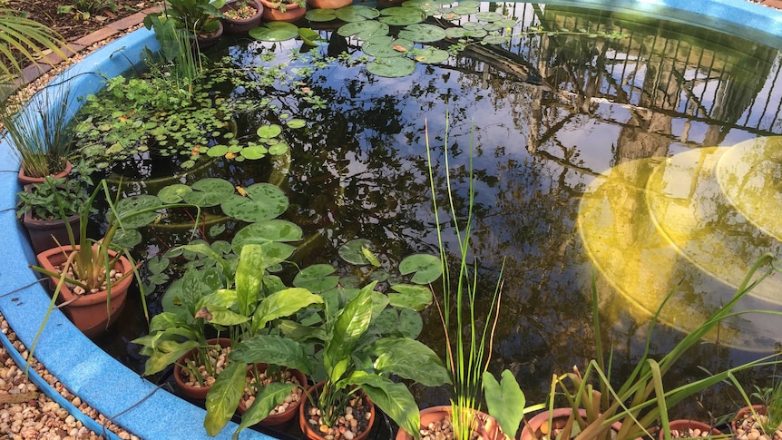 Pond with plants and steps.