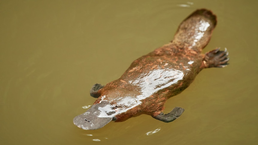 A platypus swimming in a creek or river. 