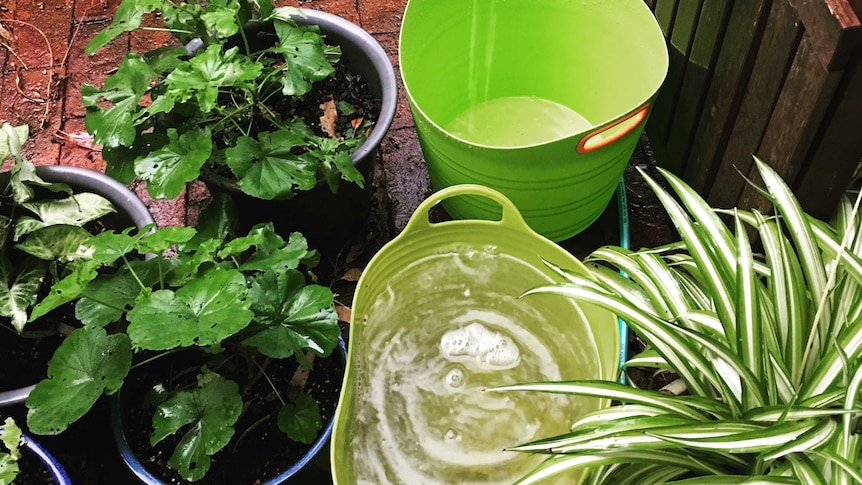 Water collected in buckets in a backyard