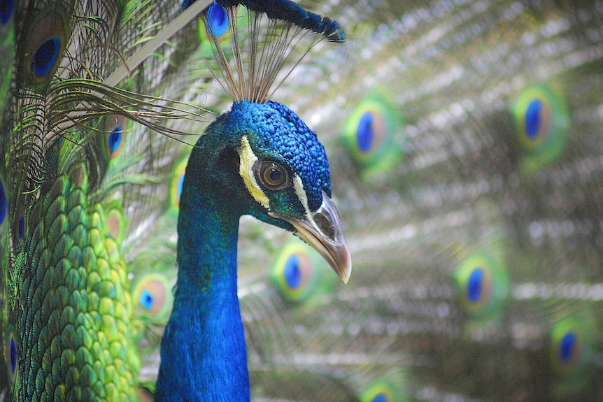 Side-view closeup of a peacock head only with feathers fanned out and blurred in background.