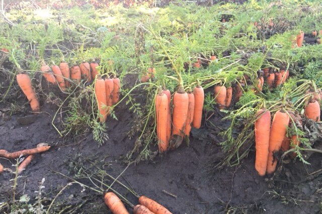 Carrots in field with no topsoil