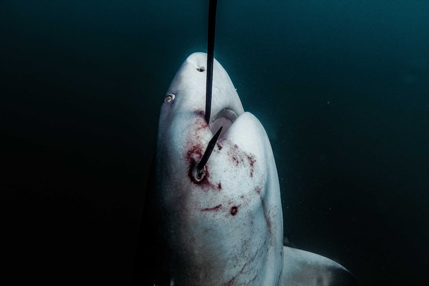 dying shark with hook in mouth