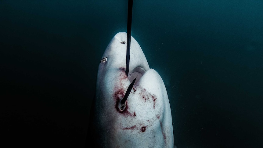 dying shark with hook in mouth