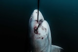 A dying shark with hook in mouth