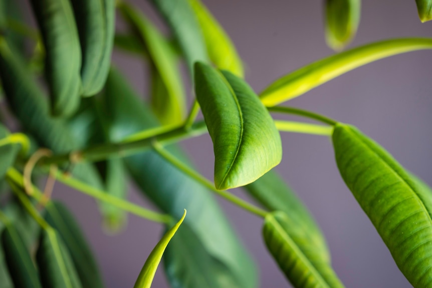 Close-up of rubber plant foliage.