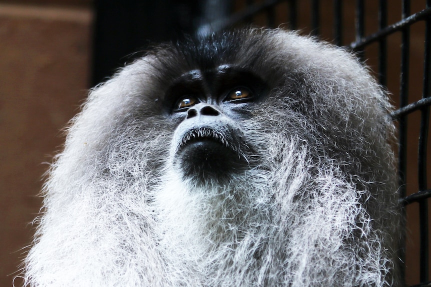A close up shot of a macaque, looking upwards, it's white and black hair highlighted.