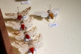 winged insects on display