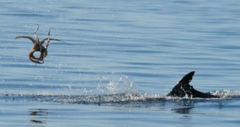 A dolphin throws an octopus across the water.