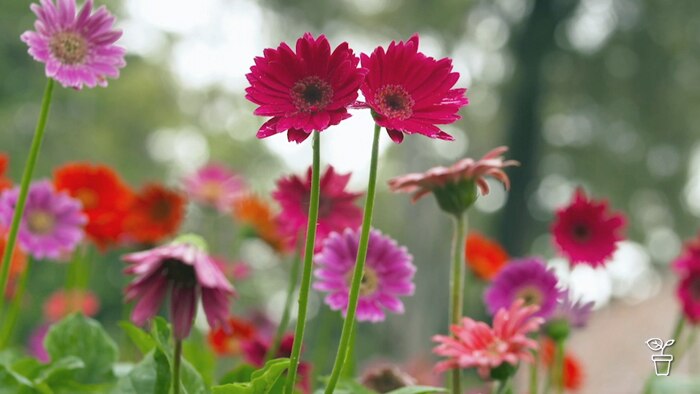 Plant Profile | Garvinea Gerbera - Gardening Australia
