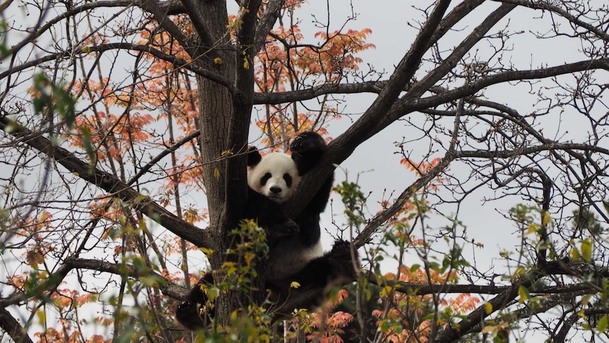 Panda climbs a tree.