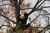 Panda climbs a tree.