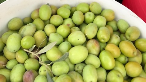 Fresh green and black olives off the tree in white buckets.