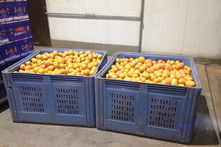 Grapefruit bins full of fruit at Sevenfields’ packing shed in Katherine