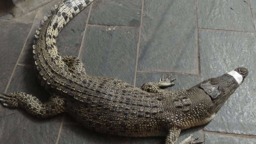 dead crocodile on footpath