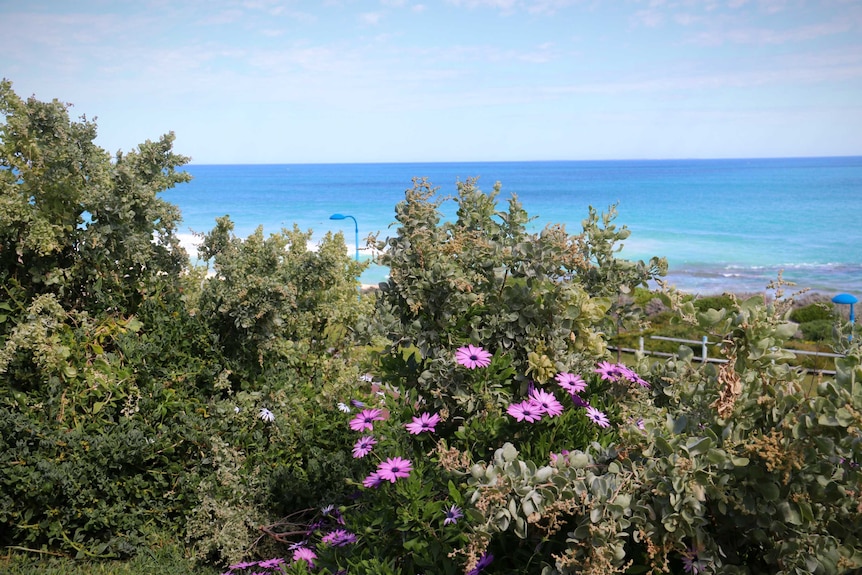 A picturesque calm blue ocean beyond a green coastal garden with pink flowers