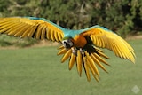 Green, yellow and blue macaw spreads wings coming into land.