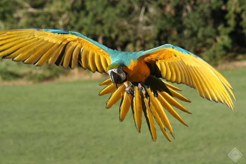 Green, yellow and blue macaw spreads wings coming into land.