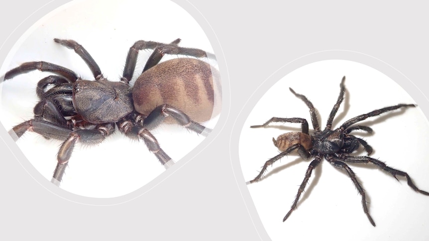 Two spiders with chevrons on abdomen.