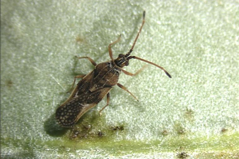 An adult olive lace bug