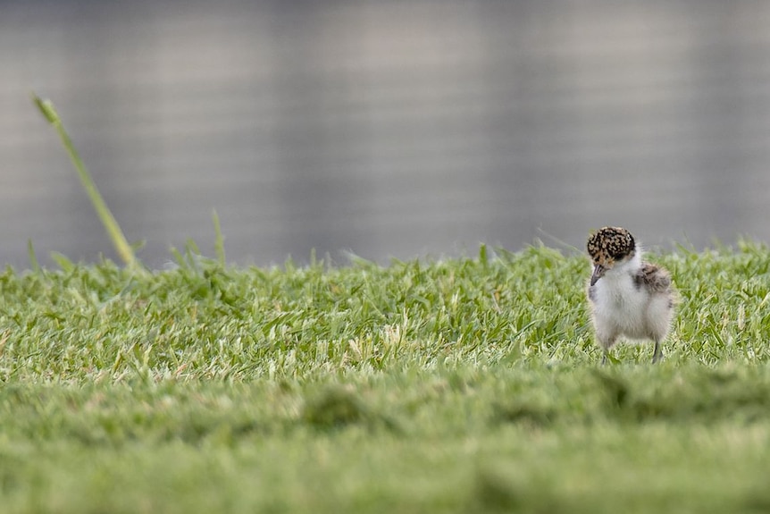 Young chick with gray and white feathers standing on the grass. 