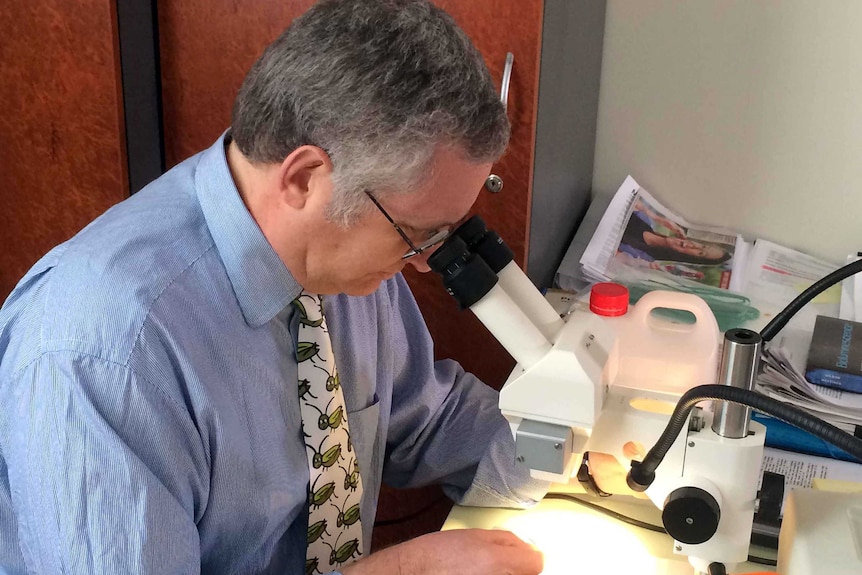 Dr Phil Weinstein looks into a microscope.