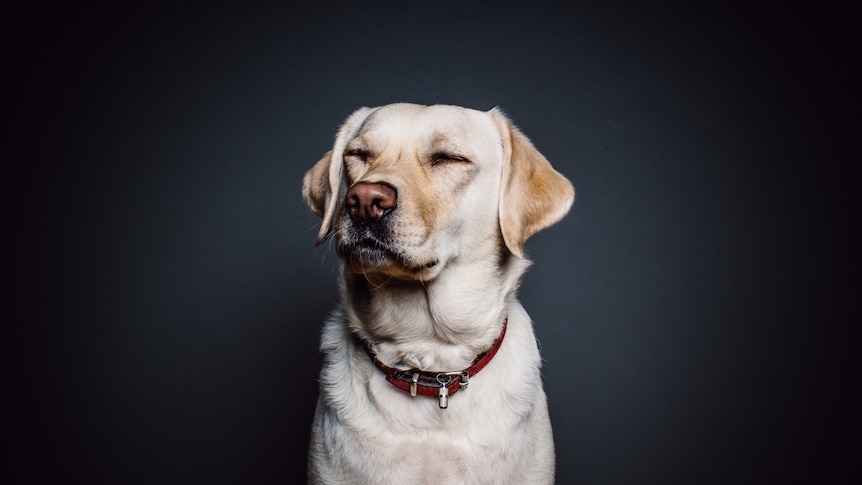 A content Golden Labrador.