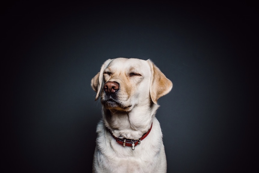 A content Golden Labrador.