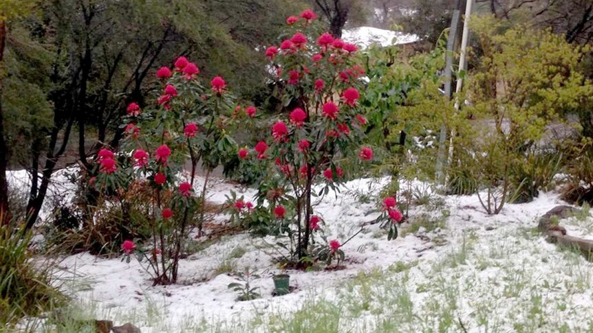 Snow covers a garden in Blackheath