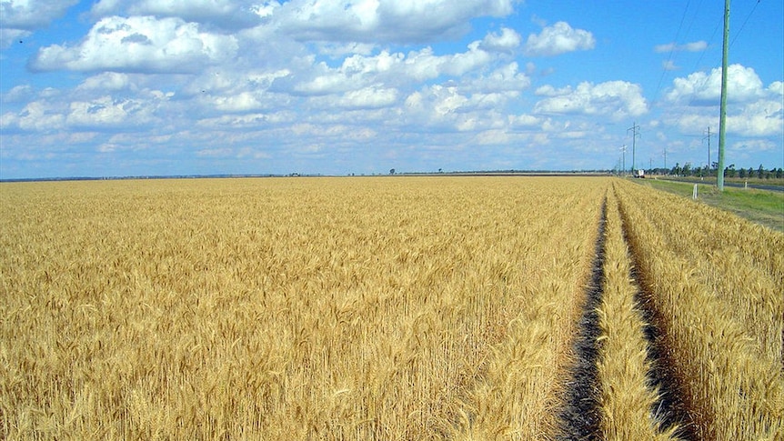 Wheat growing near Dalby, Queensland