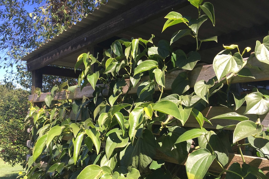 Native pepper vine growing on the side of a trellis.