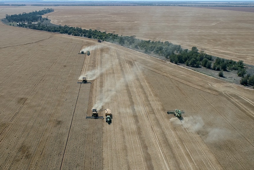 Aerial photo of a group of headers working in a vast wheat field near Westmar in Southern Queensland, 2021.
