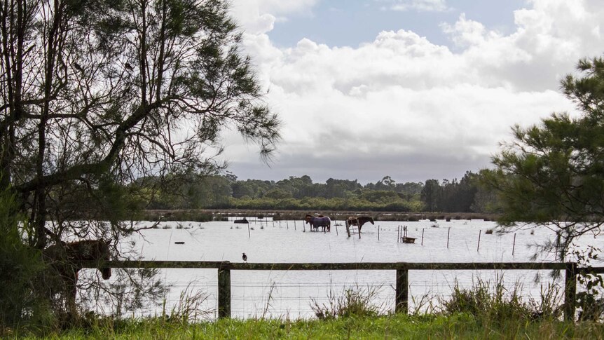 Livestock stand in flood water near Williamtown in April 2015.