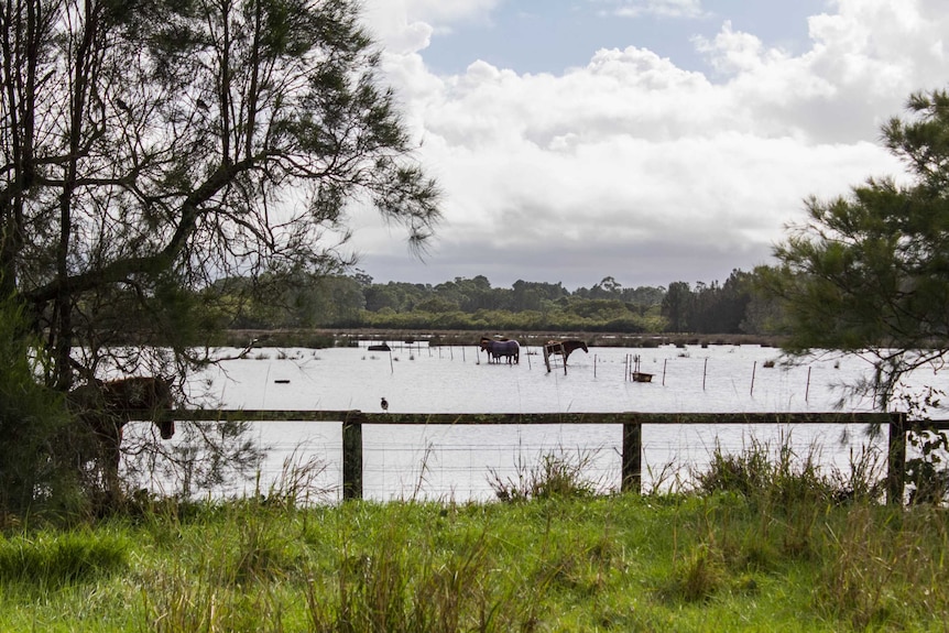 Livestock stand in flood water near Williamtown in April 2015.