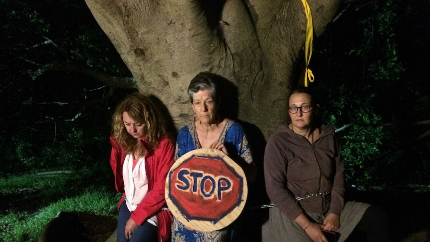 Three protesters are tied to a fig tree with a chain and a 'stop' sign.