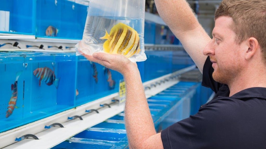 An aquarium worker inspects an angel fish while standing in front a large rack of small tanks filled with fish.