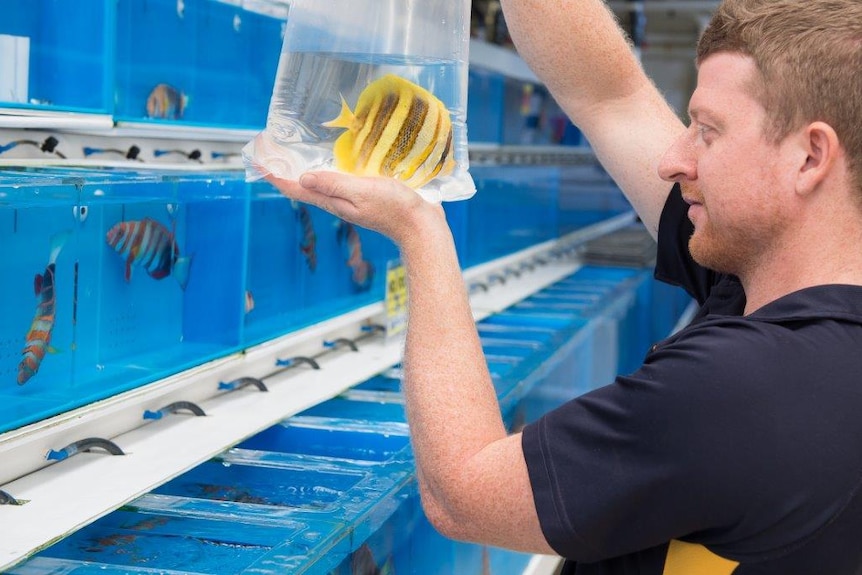 An aquarium worker inspects an angel fish while standing in front a large rack of small tanks filled with fish.