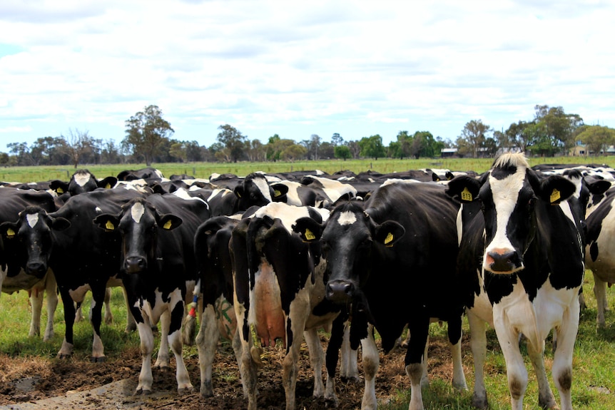 Dairy industry calls for change