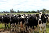 Dairy prices fall.