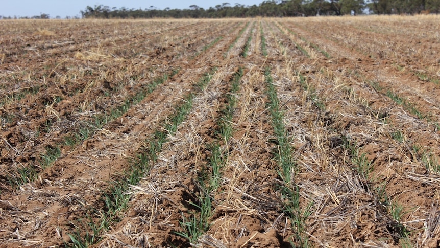 Crop emerging