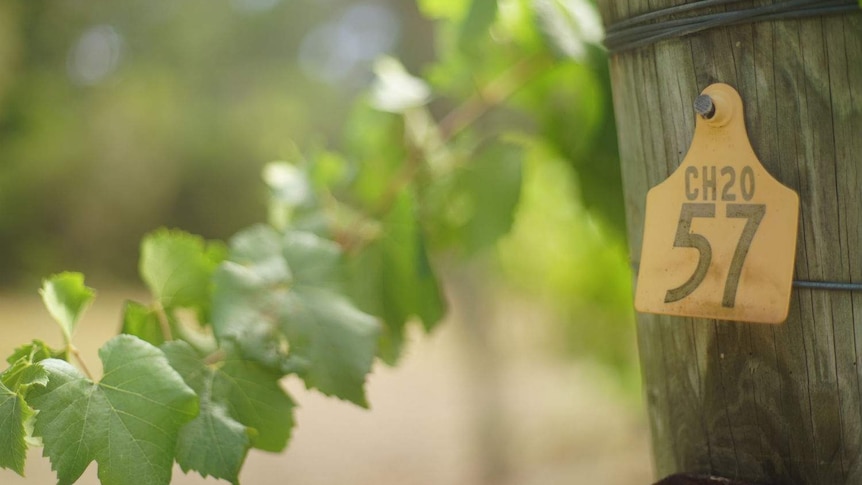 A grape vine close up, in focus.