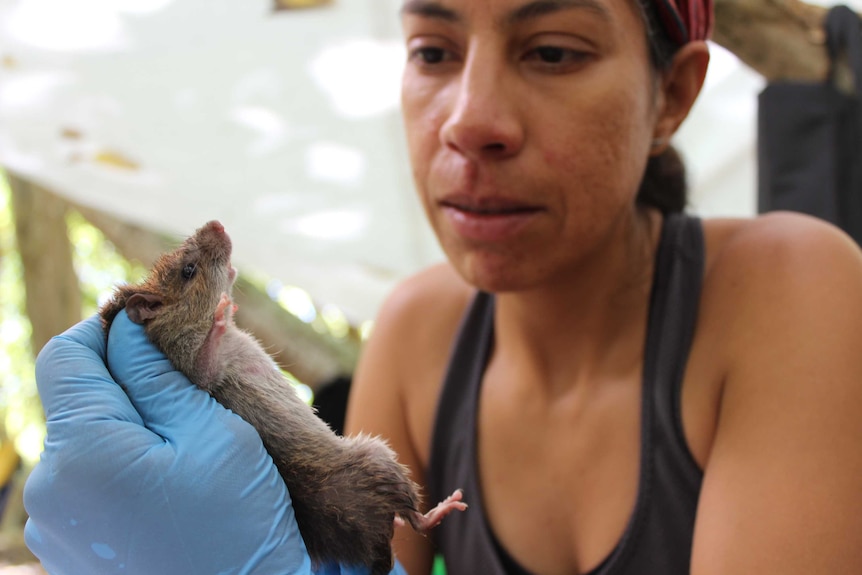 A woman stares intently at a rat she is holding in a gloved hand.