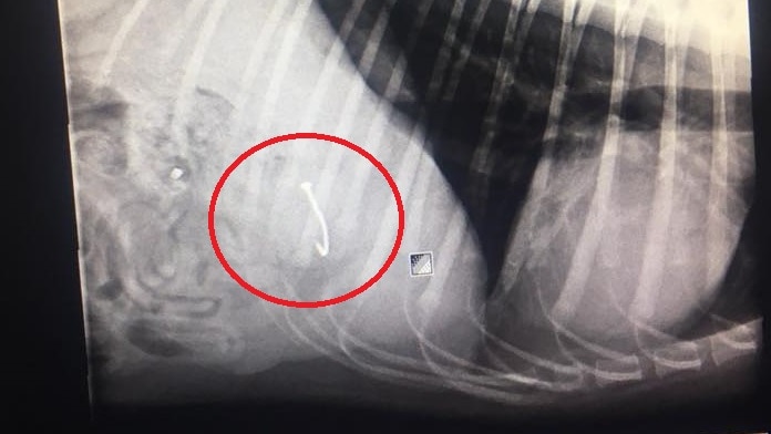 Dog swallows discarded fishing hook on beach, emergency surgery costs owner  $2,700 - ABC News