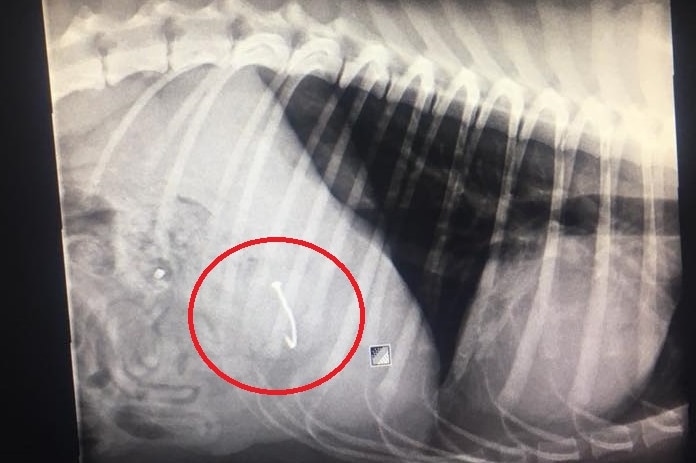 X-ray of a dog with a fishing hook and line in its stomach