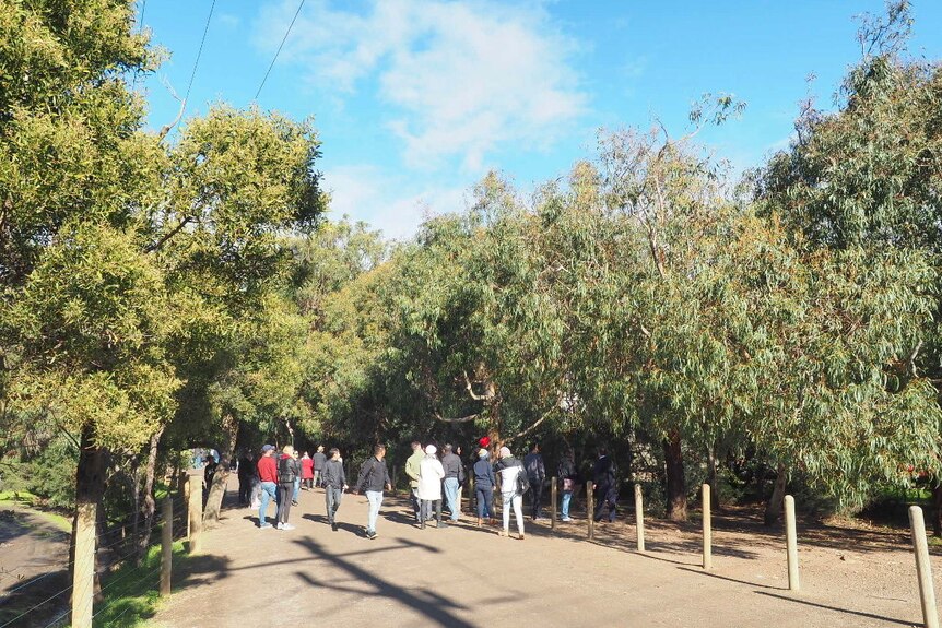 A group of people on a gravel road look up into gum trees.